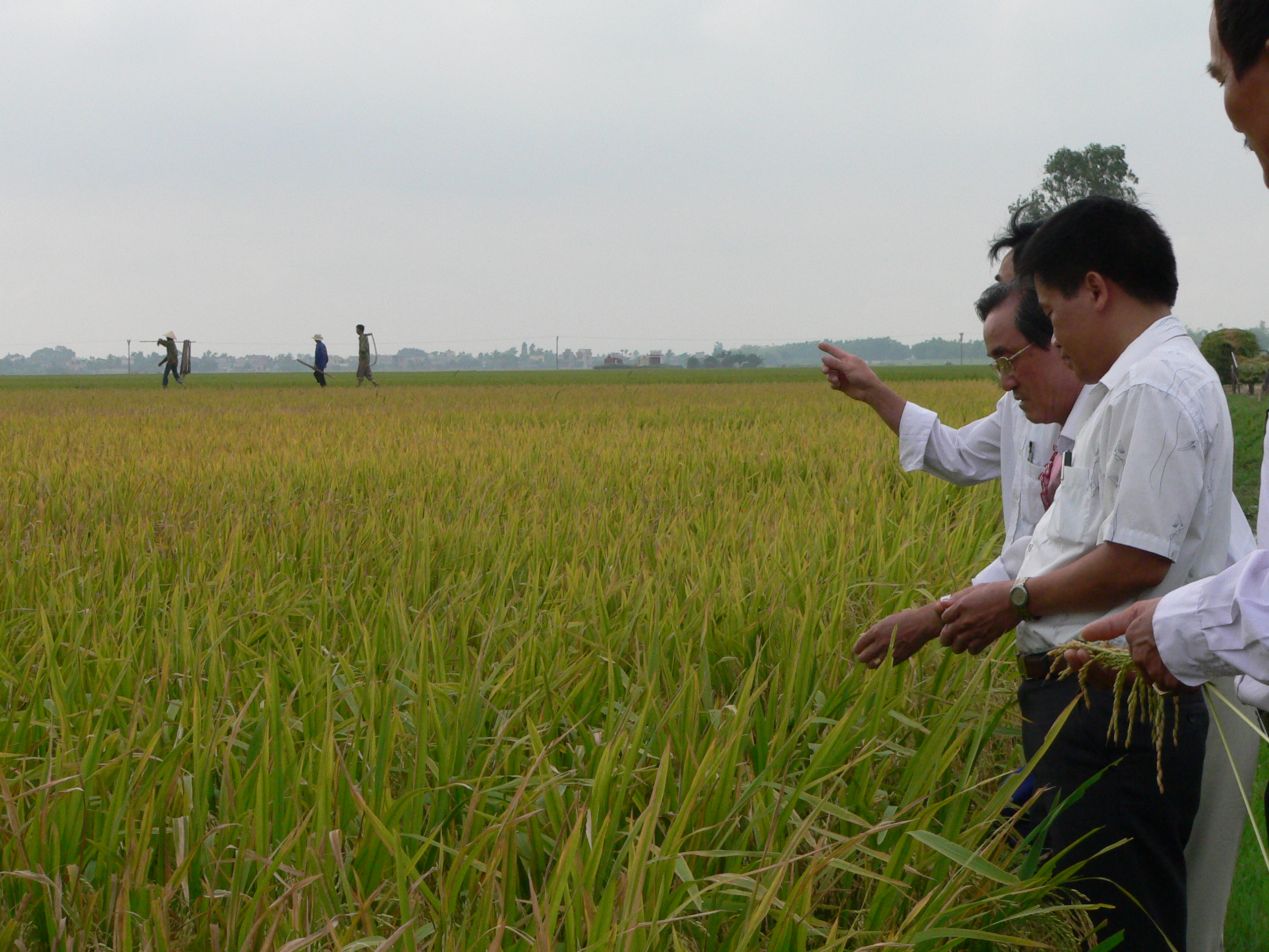 Nông nghiệp, nông thôn tỉnh Hải Dương trong 9 tháng đầu năm 2009